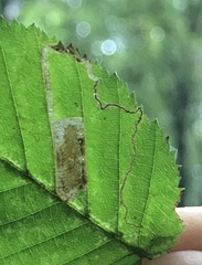 Stigmella betulicola