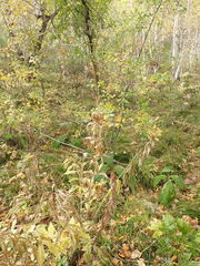 Veronicastrum sibiricum