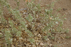 Atriplex