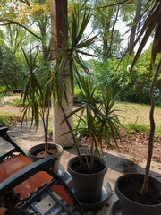 Dracaena reflexa angustifolia