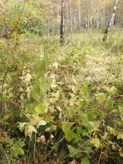 Parasenecio hastatus