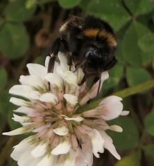 Bombus