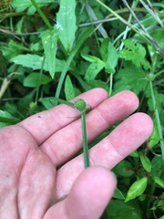 Cyperus brevifolius