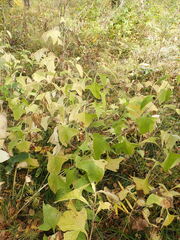 Parasenecio hastatus