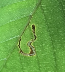 Stigmella betulicola
