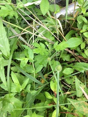 Cyperus brevifolius
