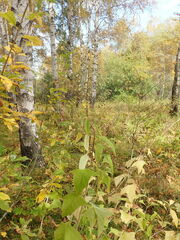 Parasenecio hastatus