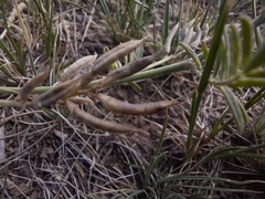 Astragalus consanguineus