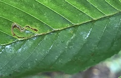 Stigmella betulicola