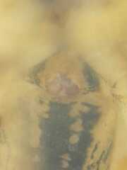 Salticidae