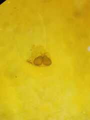 Salticidae