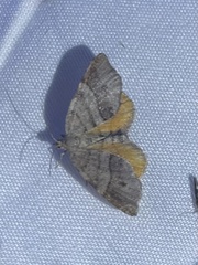 Mellilla xanthometata