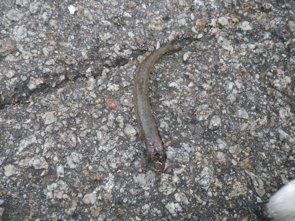 California lizardfish
