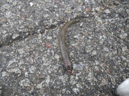Synodus lucioceps