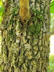 Agrilus planipennis