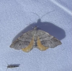 Mellilla xanthometata