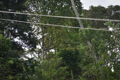 Spathodea campanulata