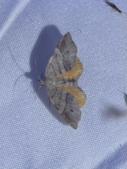 Mellilla xanthometata