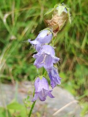 Campanula barbata