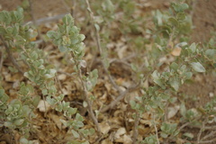 Atriplex