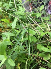 Cyperus brevifolius