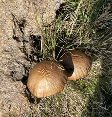 Deconica coprophila
