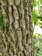 Agrilus planipennis