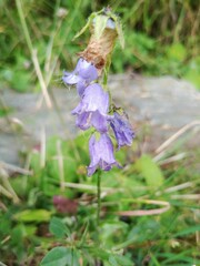 Campanula barbata