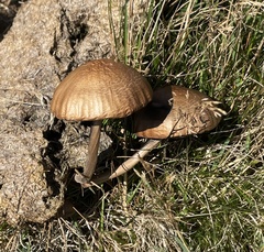 Deconica coprophila