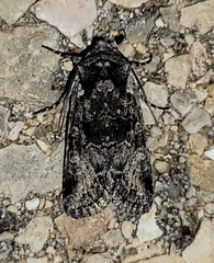 Copanarta aurea