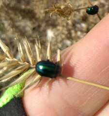 Chrysolinina