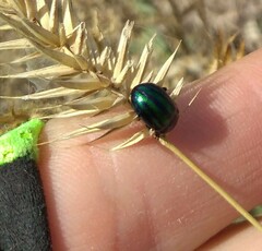 Chrysolinina