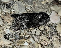 Copanarta aurea