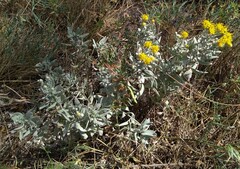 Galatella villosa