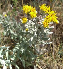 Galatella villosa