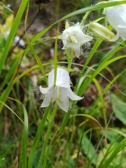 Campanula barbata
