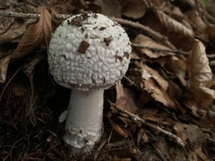 Amanita excelsa