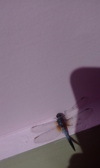 Brachydiplax chalybea