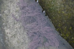 Corallina officinalis