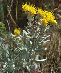 Galatella villosa