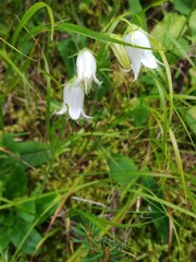 Campanula barbata