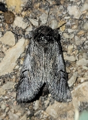 Astiptodonta aonides