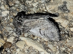 Astiptodonta aonides