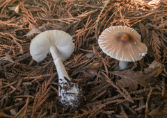 Leucoagaricus rubrotinctus