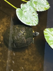 Pseudemys peninsularis