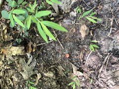 Amanita parcivolvata