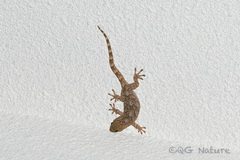 Gekko hokouensis