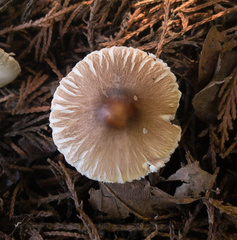 Leucoagaricus rubrotinctus