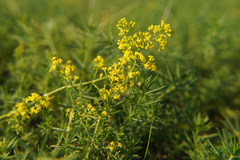 Galium verum