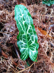 Arum italicum italicum